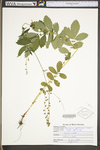 Agrimonia pubescens by WV University Herbarium