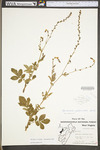 Agrimonia pubescens by WV University Herbarium