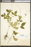 Agrimonia rostellata by WV University Herbarium