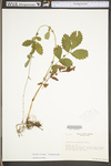 Agrimonia rostellata by WV University Herbarium