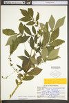 Agrimonia striata by WV University Herbarium