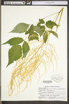 Aruncus dioicus by WV University Herbarium