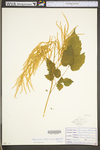Aruncus dioicus by WV University Herbarium
