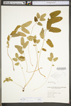 Sanguisorba canadensis by WV University Herbarium