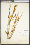 Sanguisorba canadensis by WV University Herbarium