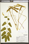 Sanguisorba canadensis by WV University Herbarium