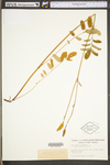 Sanguisorba canadensis by WV University Herbarium