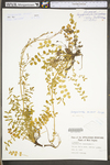 Sanguisorba minor ssp. muricata by WV University Herbarium