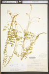 Sanguisorba minor ssp. muricata by WV University Herbarium