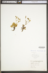Sibbaldiopsis tridentata by WV University Herbarium