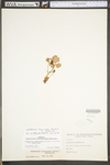Waldsteinia fragarioides ssp. fragarioides by WV University Herbarium