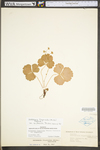 Waldsteinia fragarioides ssp. fragarioides by WV University Herbarium