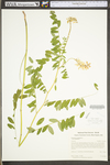 Astragalus canadensis var. canadensis by WV University Herbarium