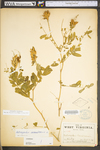 Astragalus canadensis var. canadensis by WV University Herbarium