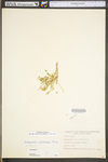 Astragalus distortus var. distortus by WV University Herbarium