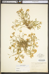 Astragalus distortus var. distortus by WV University Herbarium
