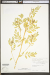 Astragalus neglectus by WV University Herbarium