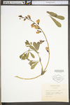 Baptisia australis var. australis by WV University Herbarium