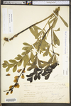 Baptisia australis var. australis by WV University Herbarium