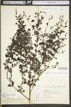 Baptisia tinctoria by WV University Herbarium