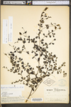 Baptisia tinctoria by WV University Herbarium