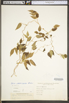 Apios americana by WV University Herbarium