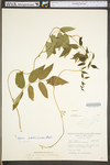 Apios americana by WV University Herbarium