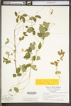 Strophostyles leiosperma by WV University Herbarium
