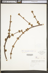 Acer saccharinum by WV University Herbarium