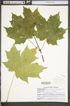 Acer saccharinum by WV University Herbarium