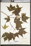 Acer saccharum var. saccharum by WV University Herbarium