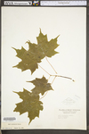 Acer saccharum var. saccharum by WV University Herbarium