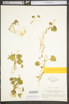 Viola macloskeyi ssp. pallens by WV University Herbarium