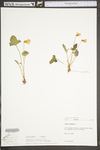 Viola ×palmata by WV University Herbarium