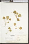 Viola hirsutula by WV University Herbarium