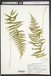 Carex woodii by WV University Herbarium