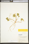 Viola pubescens var. scabriuscula by WV University Herbarium