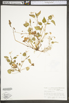 Viola rostrata by WV University Herbarium