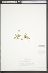 Viola sagittata var. ovata by WV University Herbarium