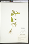 Viola sagittata var. sagittata by WV University Herbarium