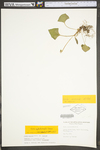 Viola sororia by WV University Herbarium