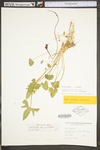 Viola triloba var. triloba by WV University Herbarium