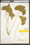 Viola triloba var. triloba by WV University Herbarium