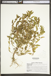 Acalypha gracilens var. gracilens by WV University Herbarium