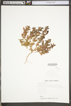 Acalypha gracilens var. gracilens by WV University Herbarium