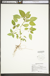 Acalypha ostryifolia by WV University Herbarium