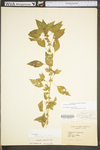 Acalypha rhomboidea by WV University Herbarium