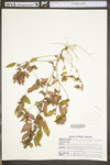 Acalypha rhomboidea by WV University Herbarium