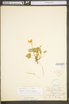 Viola affinis by WV University Herbarium