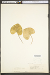 Viola sororia by WV University Herbarium